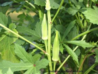 Leitfaden zum Anbau von Okra in South Carolina:Pflanzen, Pflege und Ernte 