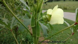 Leitfaden zum Anbau von Okra in South Carolina:Pflanzen, Pflege und Ernte 