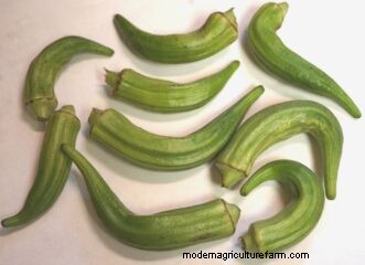 Leitfaden zum Anbau von Okra in South Carolina:Pflanzen, Pflege und Ernte 
