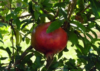 Granaatappels kweken in South Carolina:een complete gids 