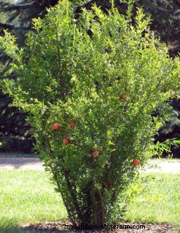 Granaatappels kweken in South Carolina:een complete gids 