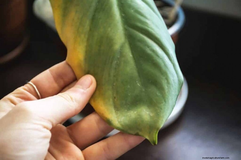 Irrigazione eccessiva della pianta del peperone:sintomi, cause e soluzioni 