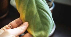 Irrigazione eccessiva della pianta del peperone:sintomi, cause e soluzioni 