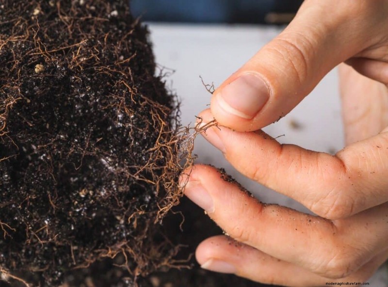 Irrigazione eccessiva della pianta del peperone:sintomi, cause e soluzioni 