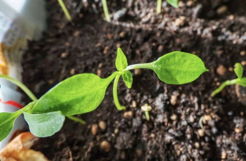Kweek vurige paprika s:5 tips van experts voor maximale hitte 