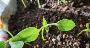 Kweek vurige paprika s:5 tips van experts voor maximale hitte 