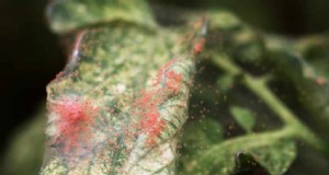 Bescherm uw paprika s:spintmijten identificeren en behandelen 