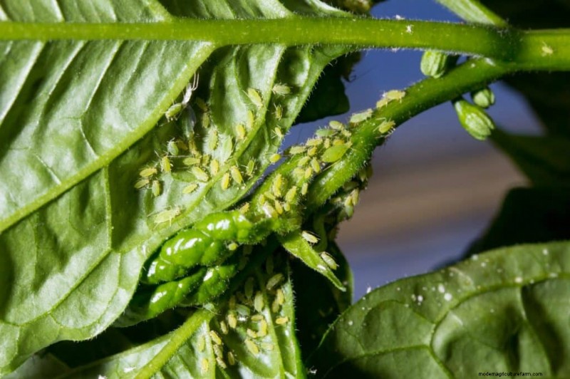 Bladluisbestrijding op peperplanten:preventie en behandeling 