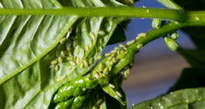 Bladluisbestrijding op peperplanten:preventie en behandeling 