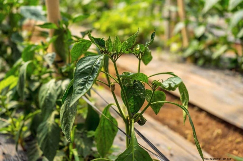 Bladluisbestrijding op peperplanten:preventie en behandeling 