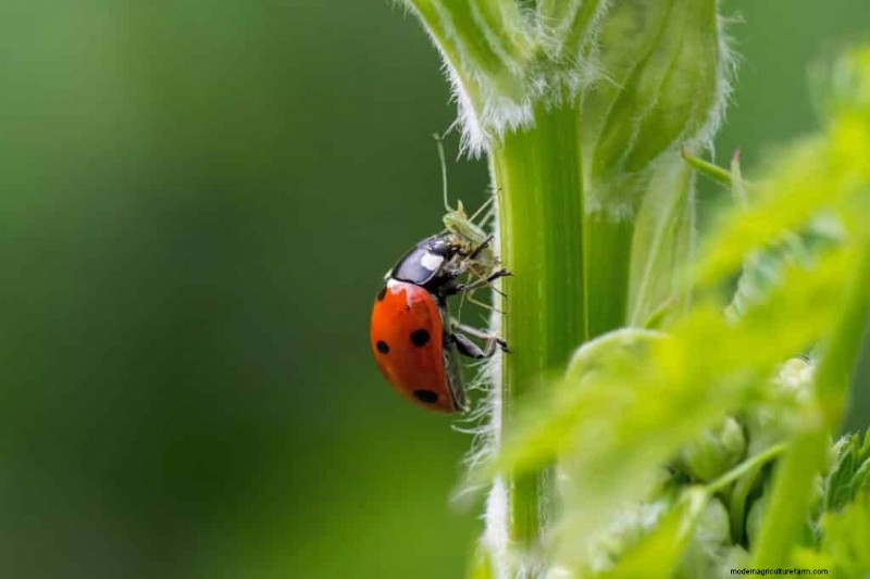 Bladluisbestrijding op peperplanten:preventie en behandeling 