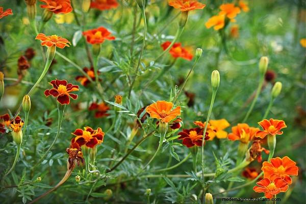 Meerrettich-Begleitpflanzen:Natürliche Schädlingsbekämpfung und Gartenschub 