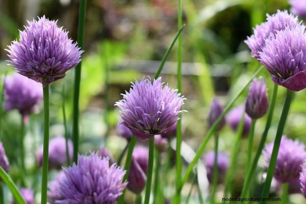 Meerrettich-Begleitpflanzen:Natürliche Schädlingsbekämpfung und Gartenschub 