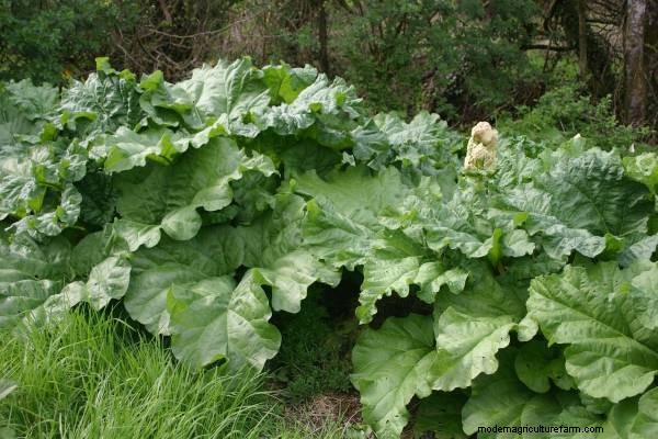 Meerrettich-Begleitpflanzen:Natürliche Schädlingsbekämpfung und Gartenschub 