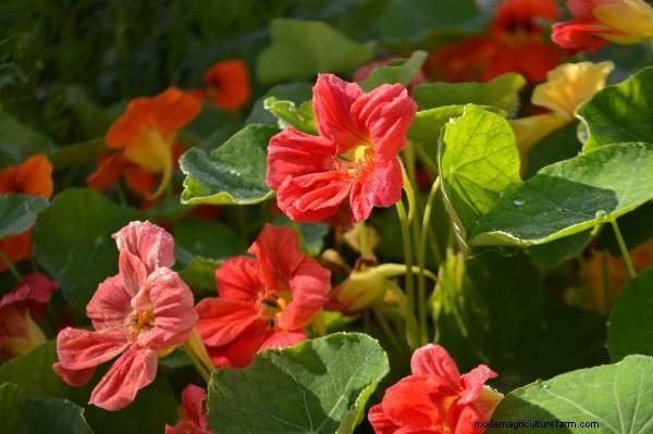 Meerrettich-Begleitpflanzen:Natürliche Schädlingsbekämpfung und Gartenschub 
