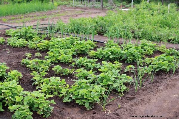 Meerrettich-Begleitpflanzen:Natürliche Schädlingsbekämpfung und Gartenschub 