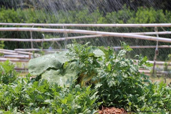 Guida alla coltivazione delle zucchine:fasi dal seme al raccolto 