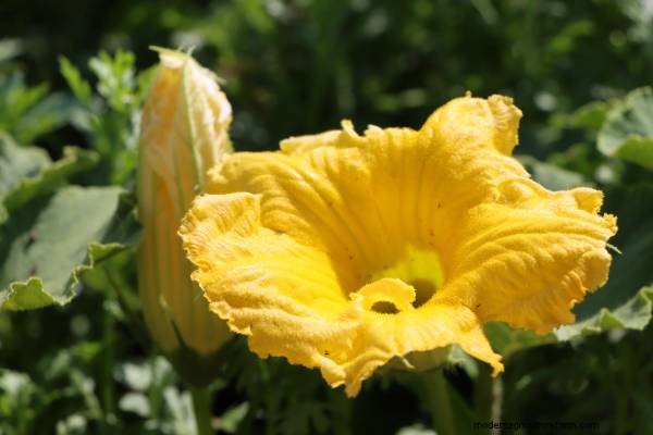Guida alla coltivazione delle zucchine:fasi dal seme al raccolto 