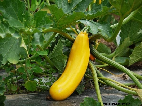 Guida alla coltivazione delle zucchine:fasi dal seme al raccolto 
