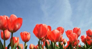 Durata della vita dei tulipani:quanto durano i tulipani in fioritura? 