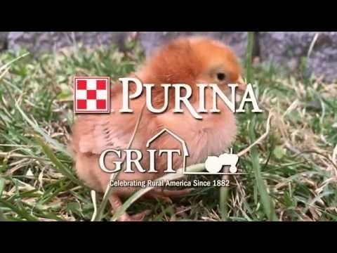 Beternak Ayam Bersama Anak:Panduan Pemula &Kegembiraan Keluarga 
