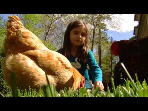 Urban Chicken Keeping:een beginnershandleiding voor het grootbrengen van kippen in de stad 