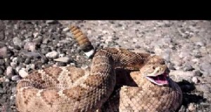 ヘビ咬傷のリスクと予防:あなたの財産と家族を守る 