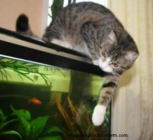 Aquariumdeksels:voordelen, nadelen en of u er een nodig heeft 