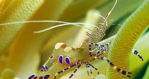 Gevlekte anemoongarnalen (Periclimenes yucatanicus):Gids voor verzorging en fokken 