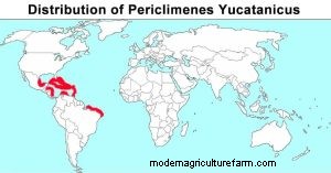 Gevlekte anemoongarnalen (Periclimenes yucatanicus):Gids voor verzorging en fokken 
