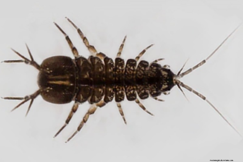 Asellus Aquaticus:o piolho de água resistente para a saúde do aquário 