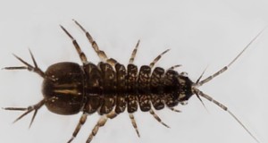 Asellus Aquaticus:de winterharde waterluis voor de gezondheid van aquariums 