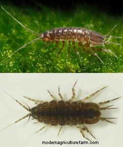 Asellus Aquaticus:o piolho de água resistente para a saúde do aquário 