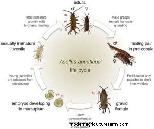 Asellus Aquaticus:o piolho de água resistente para a saúde do aquário 