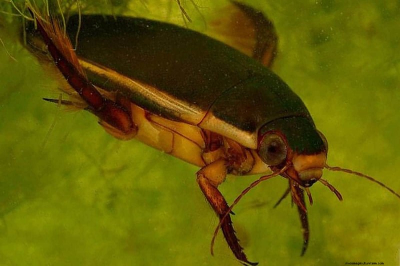 Duikkevers:aquariumongedierte en hoe u ze kunt beheren 