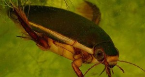 Duikkevers:aquariumongedierte en hoe u ze kunt beheren 