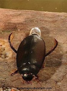 Duikkevers:aquariumongedierte en hoe u ze kunt beheren 