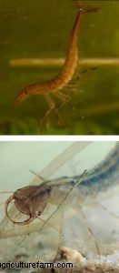 Duikkevers:aquariumongedierte en hoe u ze kunt beheren 