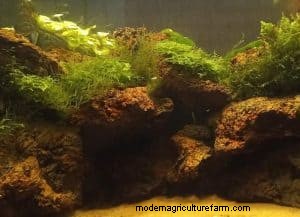Lavasteen in aquaria:voordelen, nadelen en aquariumopstelling 