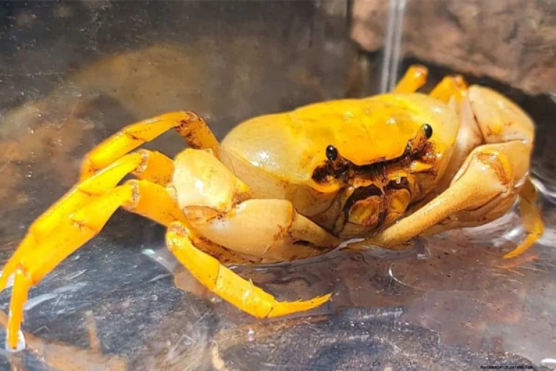 Verzorging van bananenkrabben:een uitgebreide gids voor Terrathelphusa 