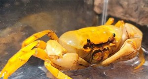 Verzorging van bananenkrabben:een uitgebreide gids voor Terrathelphusa 