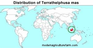 Verzorging van bananenkrabben:een uitgebreide gids voor Terrathelphusa 