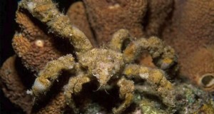 Decoratorkrab (Camposcia retusa):Gids voor verzorging, voeding en fokken 