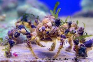 Decoratorkrab (Camposcia retusa):Gids voor verzorging, voeding en fokken 