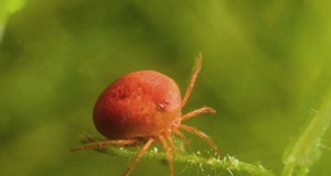 Watermijten in aquaria:identificatie, impact en beheer 