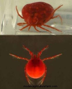 Watermijten in aquaria:identificatie, impact en beheer 