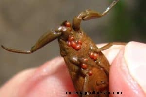 Watermijten in aquaria:identificatie, impact en beheer 
