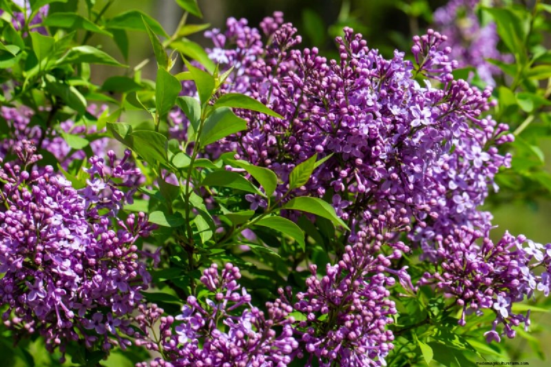 Varför blommar inte mina syrener? Felsökning och skötseltips 