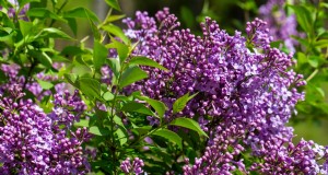 Por que meus lilases não estão florescendo? Dicas para solução de problemas e cuidados 