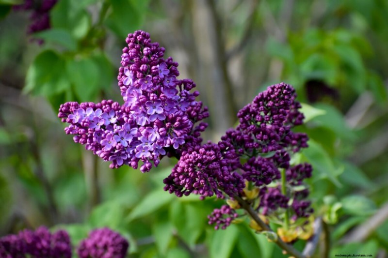 Varför blommar inte mina syrener? Felsökning och skötseltips 